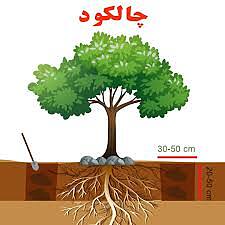 روش چاله کود درختان